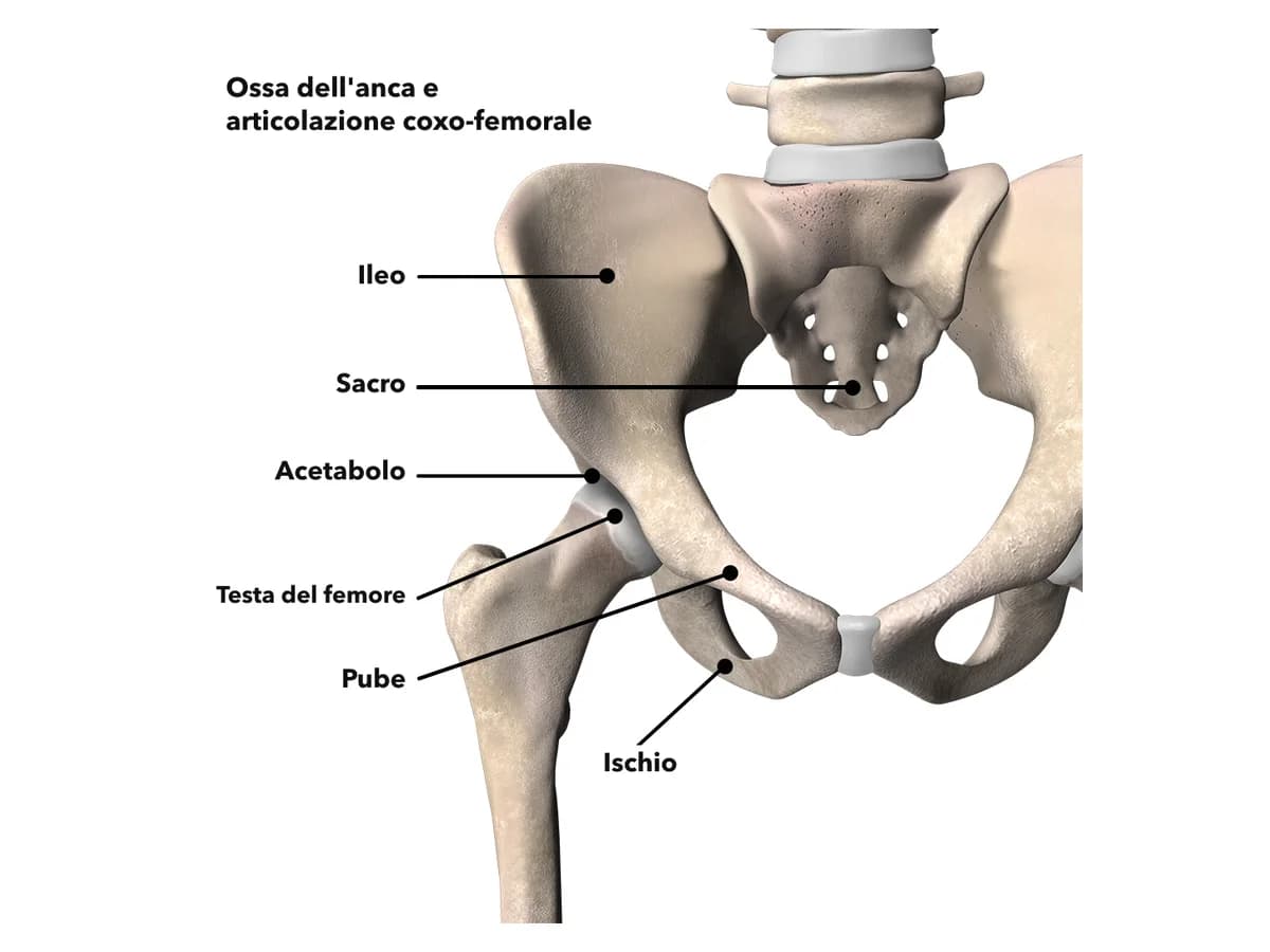 Anatomia delle ossa dell'anca: ileo, sacro, acetabolo, testa del femore, pube e ischio