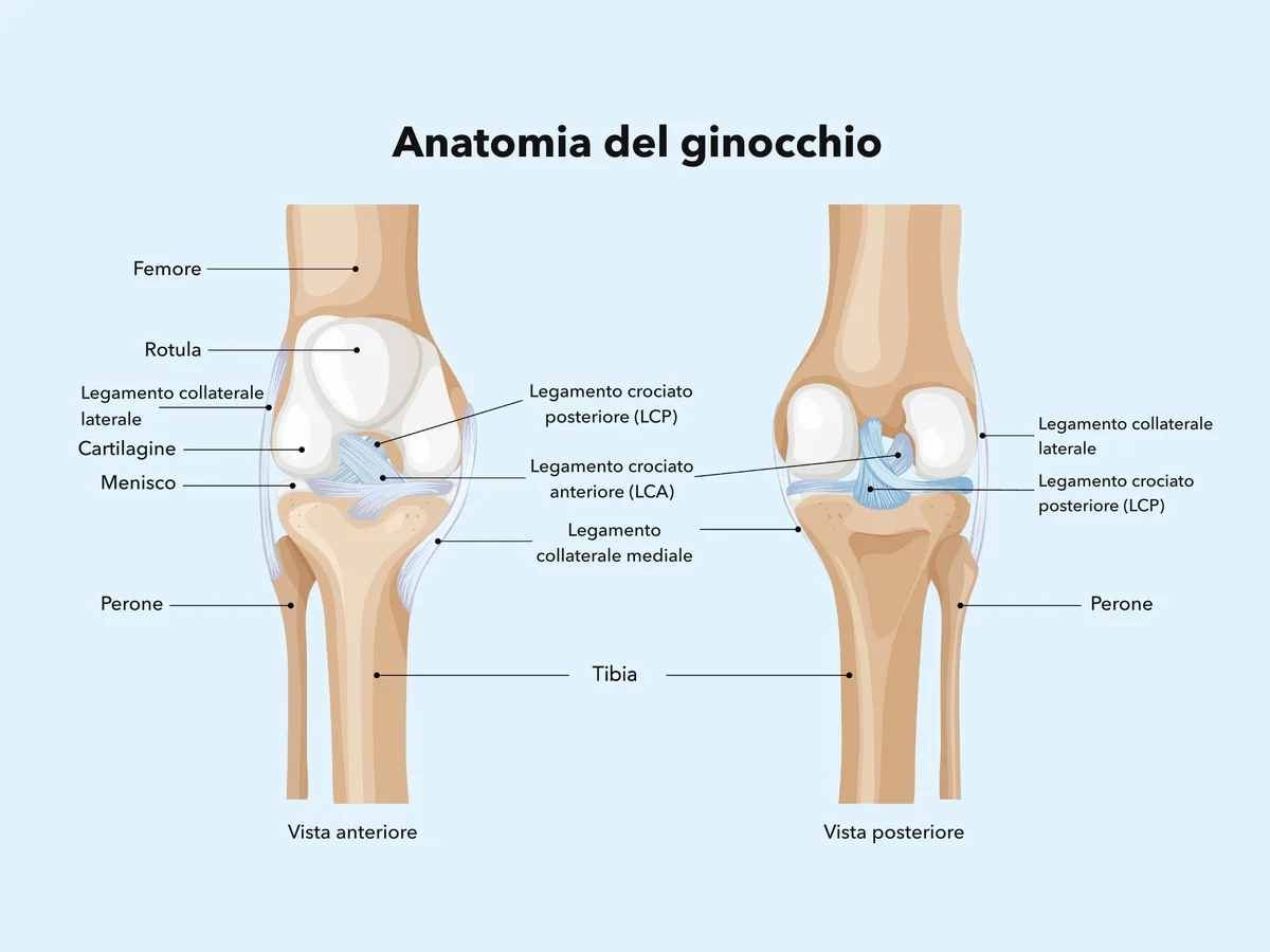 Anatomia del ginocchio in visione anteriore e posteriore: menischi, legamenti crociati e collaterali