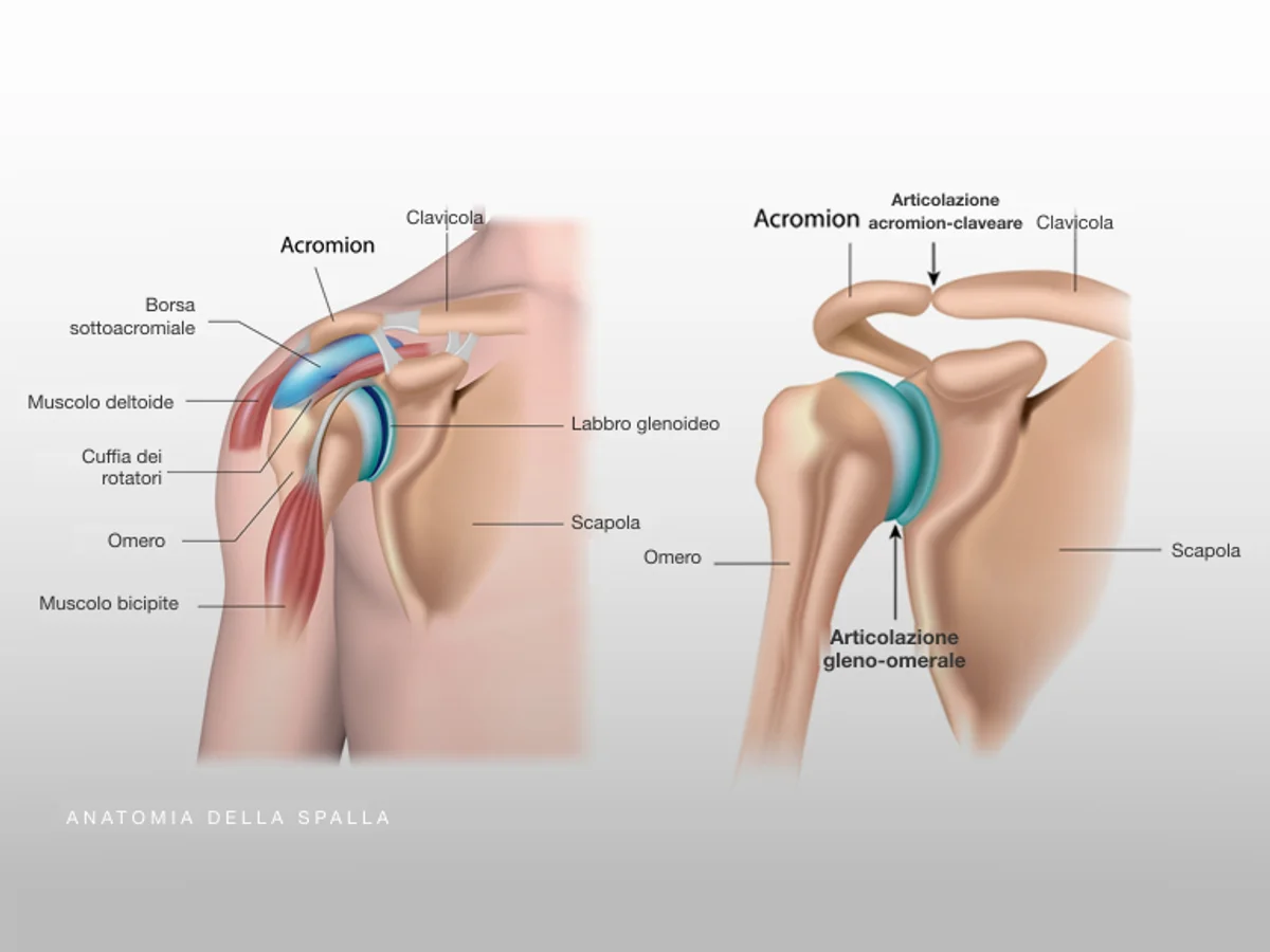 Anatomia della spalla: acromion, clavicola, cuffia dei rotatori, labbro glenoideo e articolazione gleno-omerale