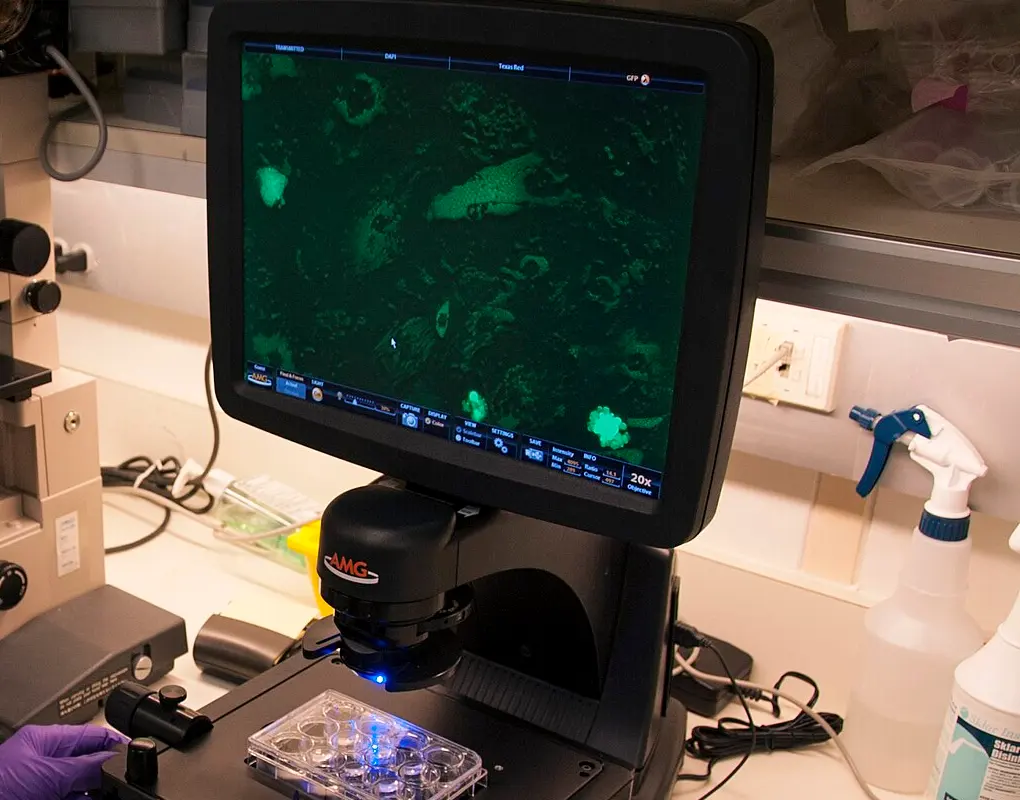 Analisi di colture cellulari al microscopio a fluorescenza