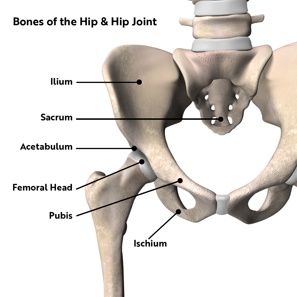 Anatomia Anca