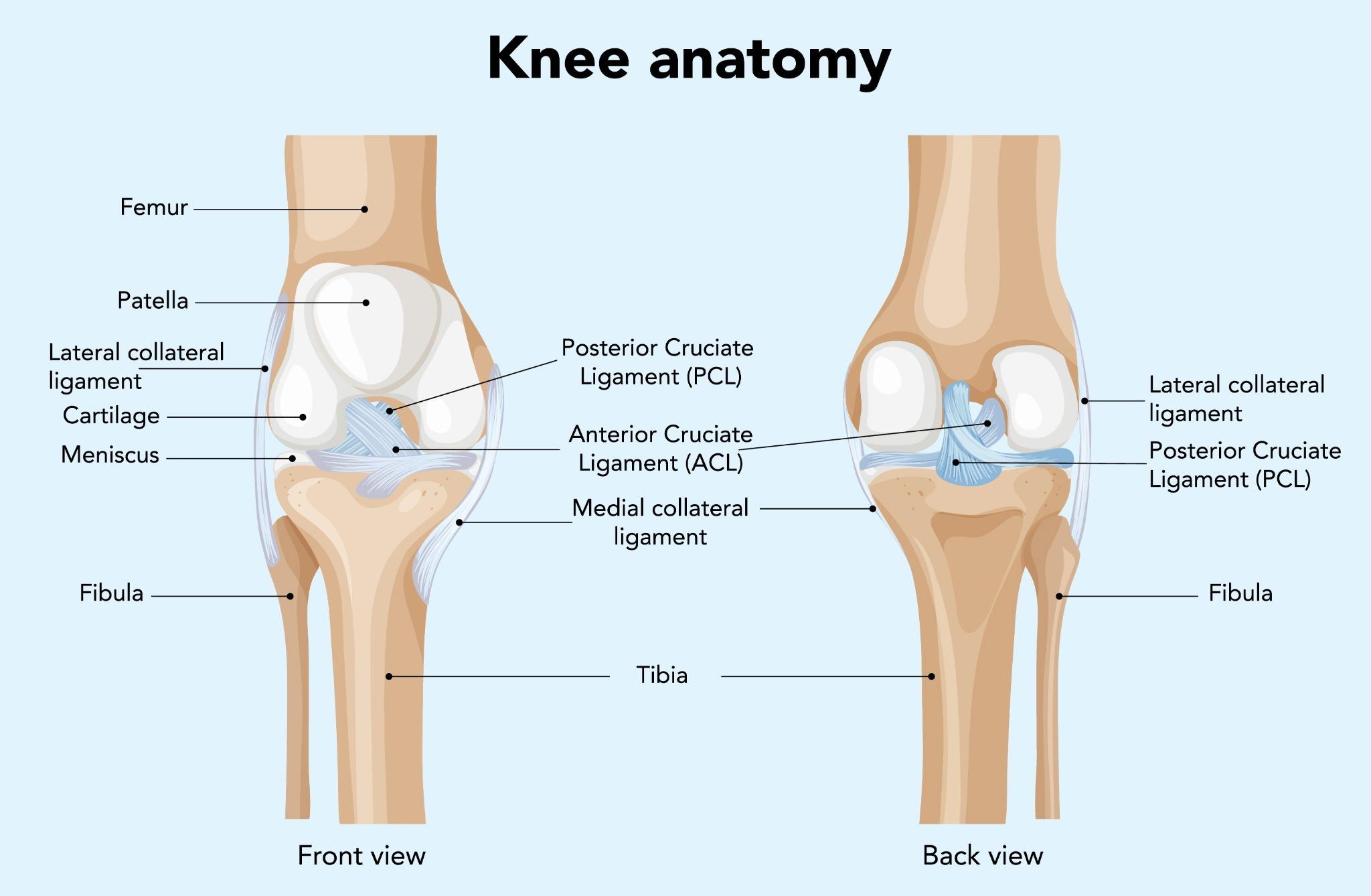 Anatomia Ginocchio