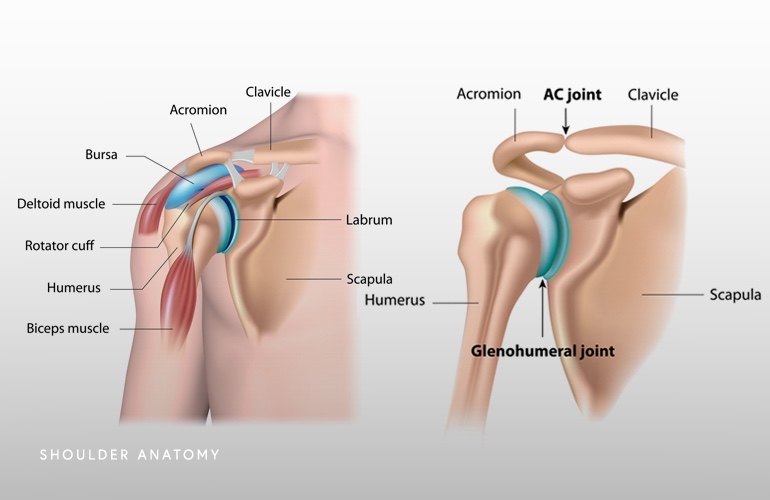 Anatomia Spalla